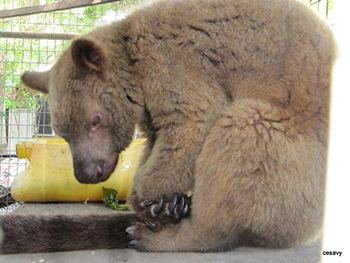 Dendrolagus Dendrolagus