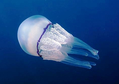 Medusa aguamala, imagen de Dario Romeo dario@romeopix.com http://www.romeopix.com CC BY 3.0 Medusa aguamala, imagen de Dario Romeo dario@romeopix.com http://www.romeopix.com CC BY 3.0