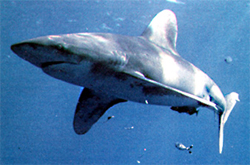 El tiburón blanco, peligroso enemigo