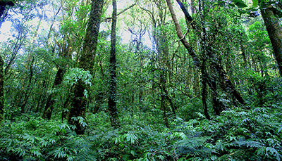 Un ejemplo de jungla, fotografía de pexels.com/CC0 - https://www.pexels.com/photo/asia-chiang-mai-doi-inthanon-environment-130150/