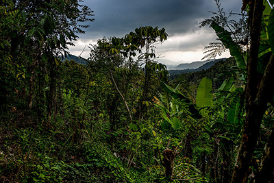 La jungla. Fotografía In the jungle, the mighty jungle de Mathias Ripp, CC BY 2.0