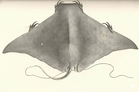 Dasto. Fuente: modificación hecha sobre una imagen CC de https://animalia.bio/ Dasto. Fuente: modificación hecha sobre una imagen CC de https://animalia.bio/