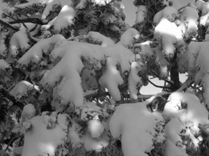 y las ramas más bajas, cargadas de nieve como estaban, se doblaban sobre el tronco...